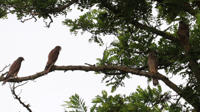 Faucons crécerelles